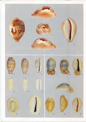 A Guide to Worldwide Cowries,Used