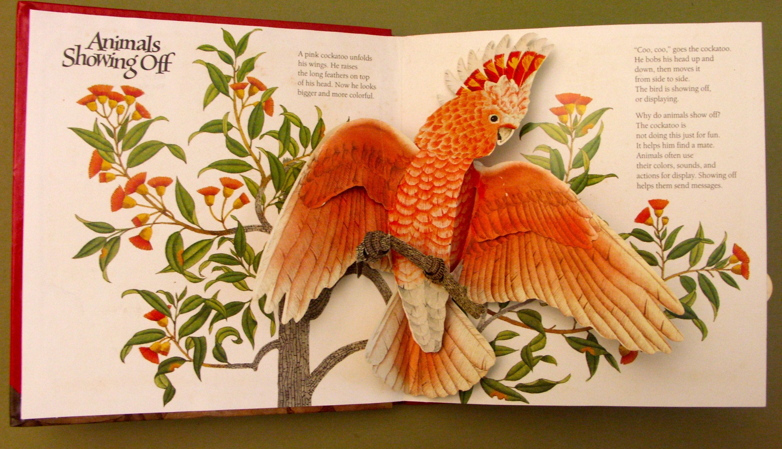 Animals Showing Off (A Popup Book) (National Geographic Action Book),Used