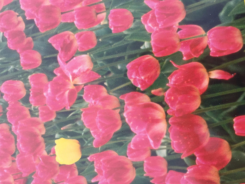 Tulips,Used