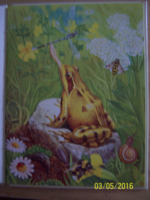 The Frog [My First Book of Nature series],Used