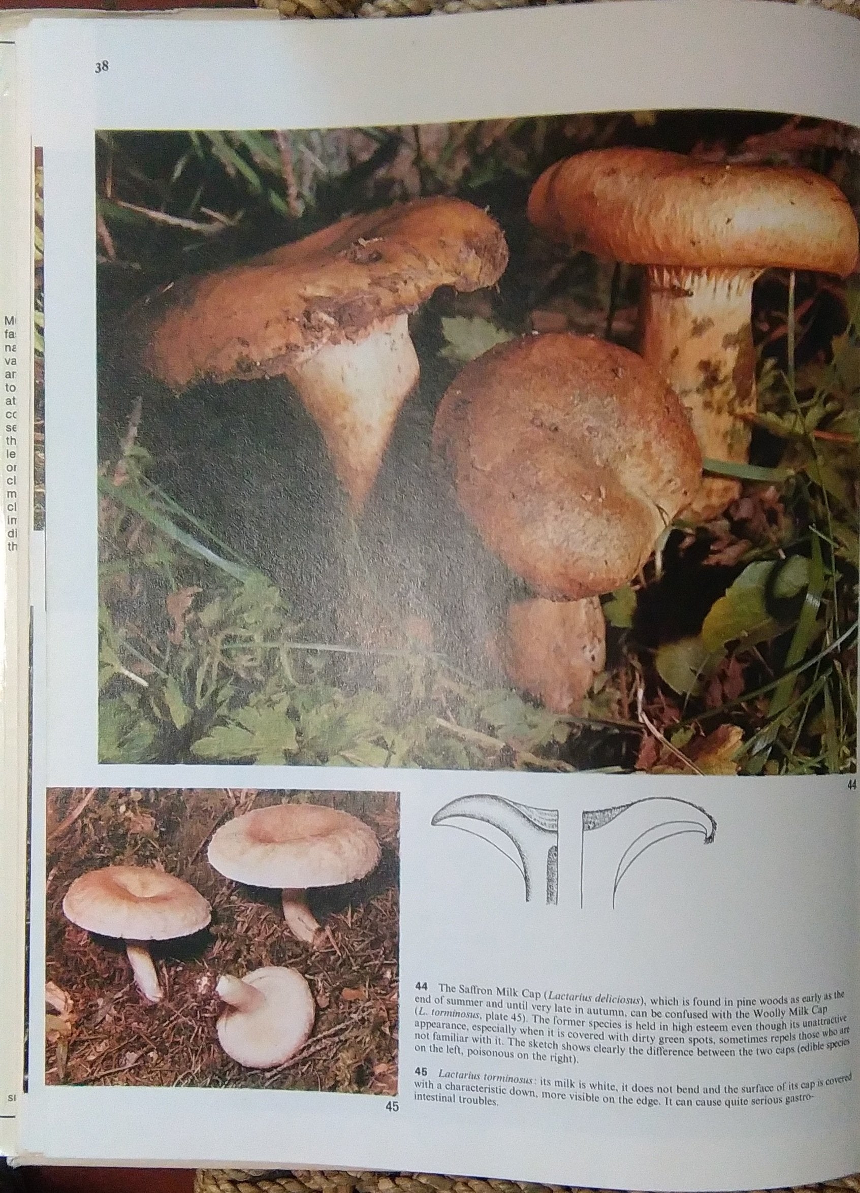 Mushrooms & toadstools: how to find and identify them,Used