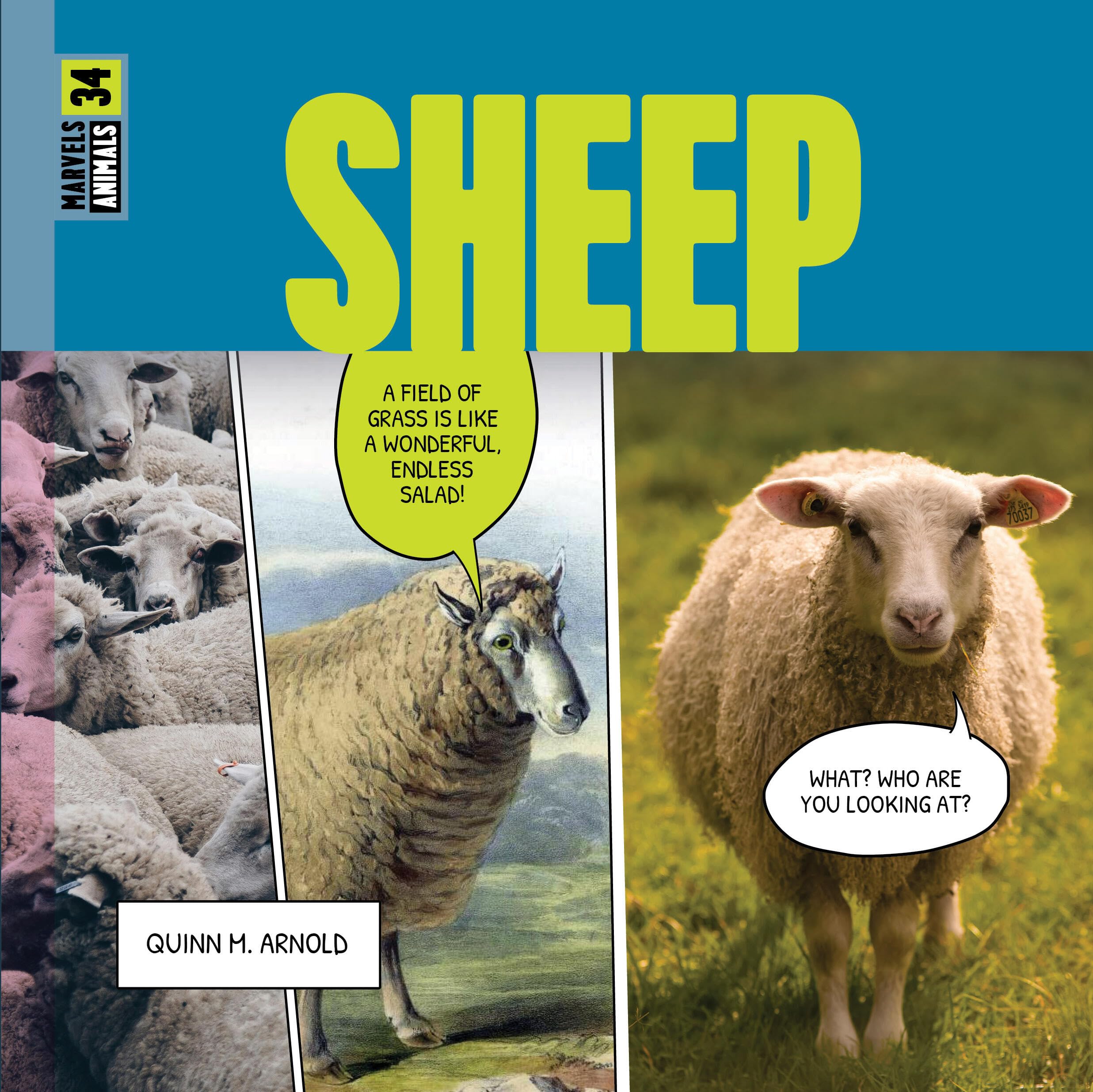 Sheep