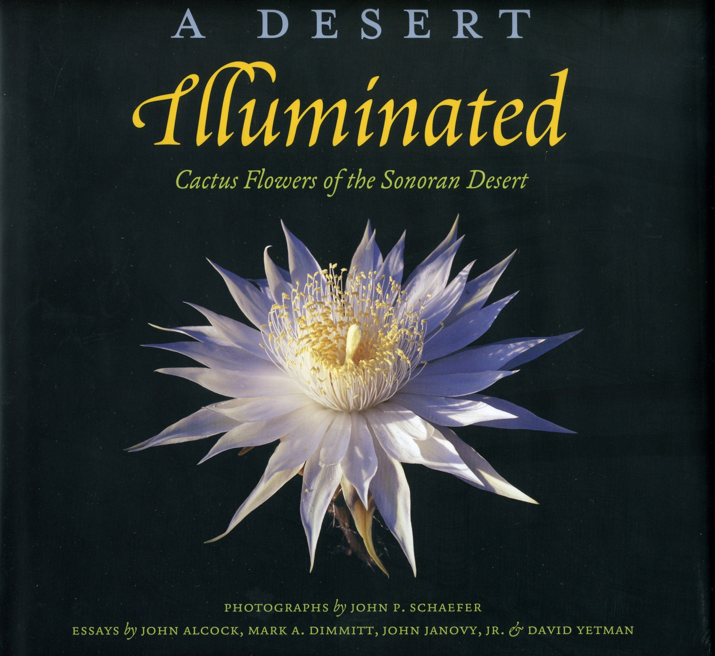 A Desert Illuminated: Cactus Flowers of the Sonoran Desert,Used