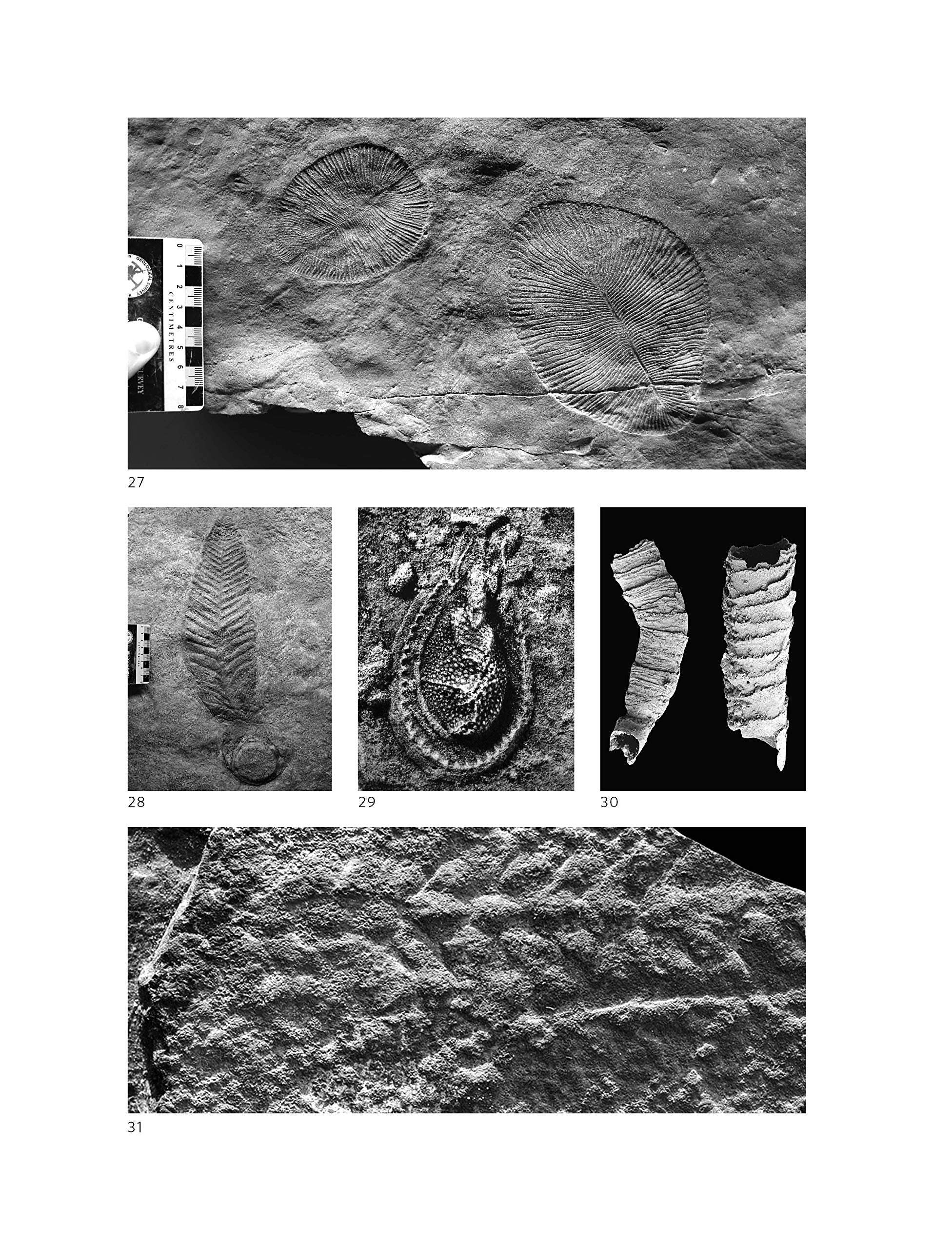 A Brief History Of Earth: Four Billion Years In Eight Chapters-used