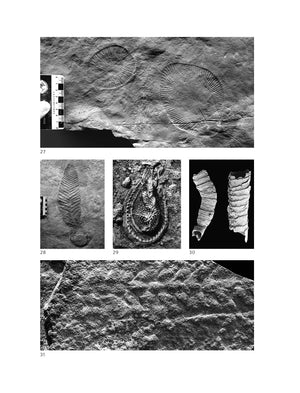 A Brief History Of Earth: Four Billion Years In Eight Chapters-used