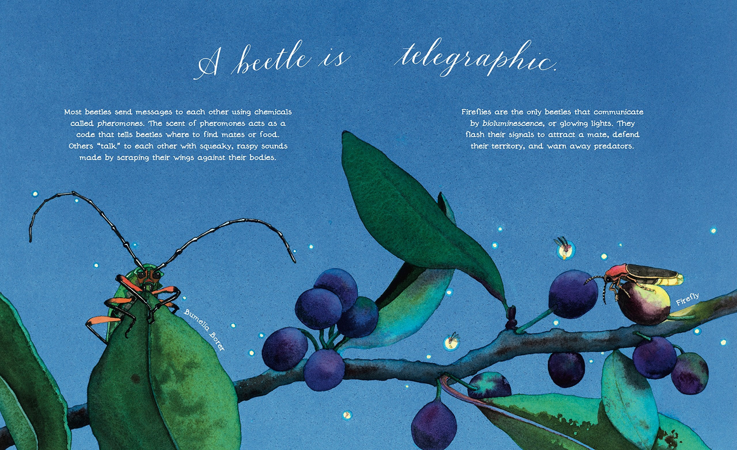 A Beetle Is Shy (Sylvia Long)