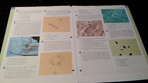 Lippincott's Illustrated Q & A Review of Microbiology & Immunology (Lippincott's Illustrated Reviews Series),Used