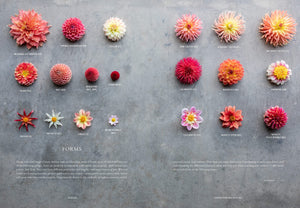 Floret Farm's Discovering Dahlias: A Guide to Growing and Arranging Magnificent Blooms (Floret Farms x Chronicle Books),New