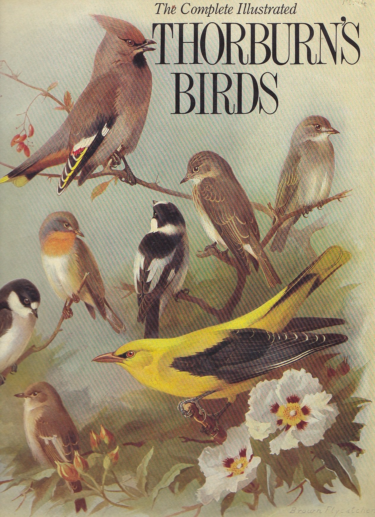 Complete Illustrated Thorburn'S Birds,Used