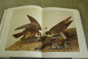 John James Audubon: The Watercolors for the Birds of America,New