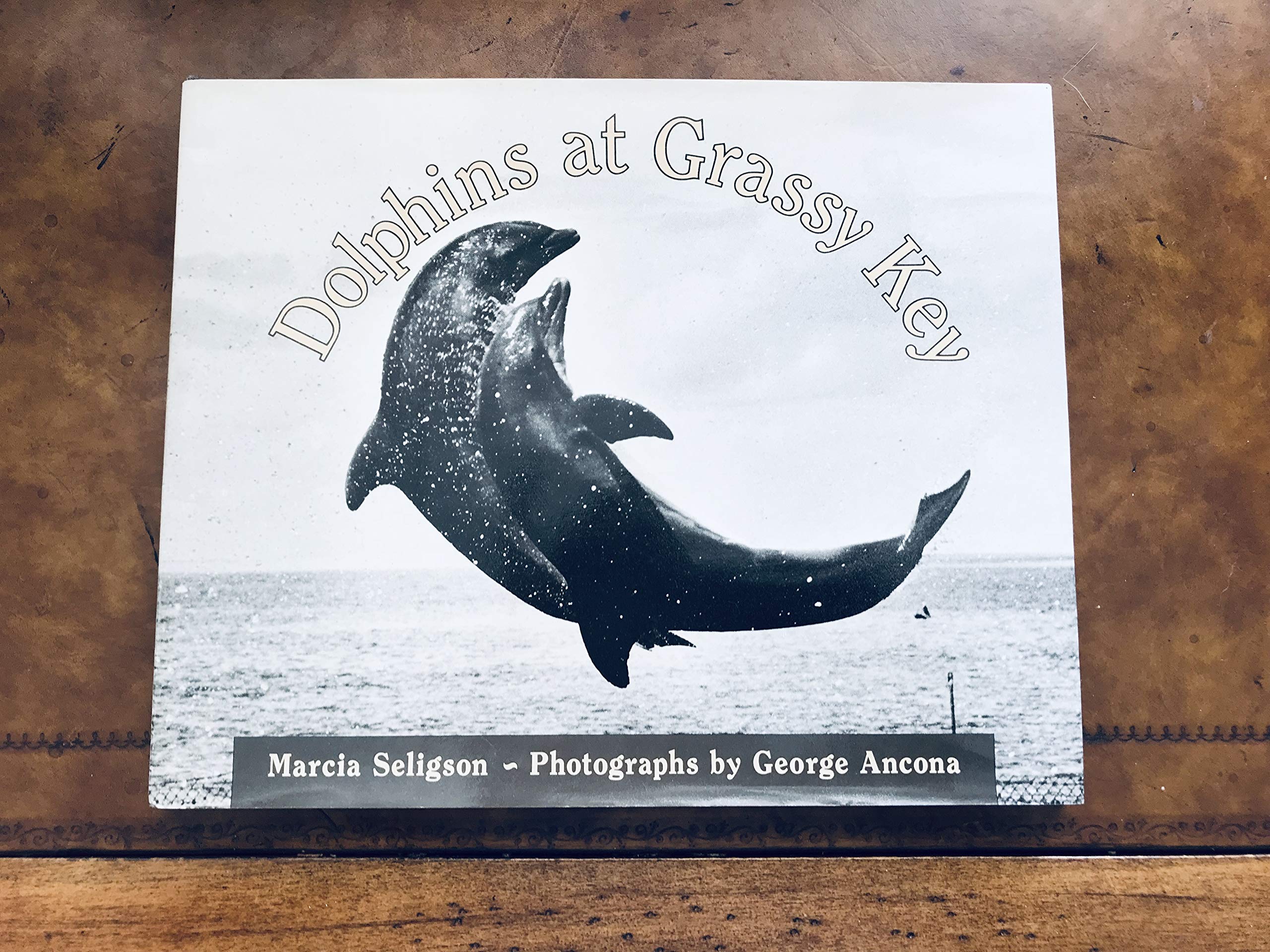 Dolphins at Grassy Key,Used