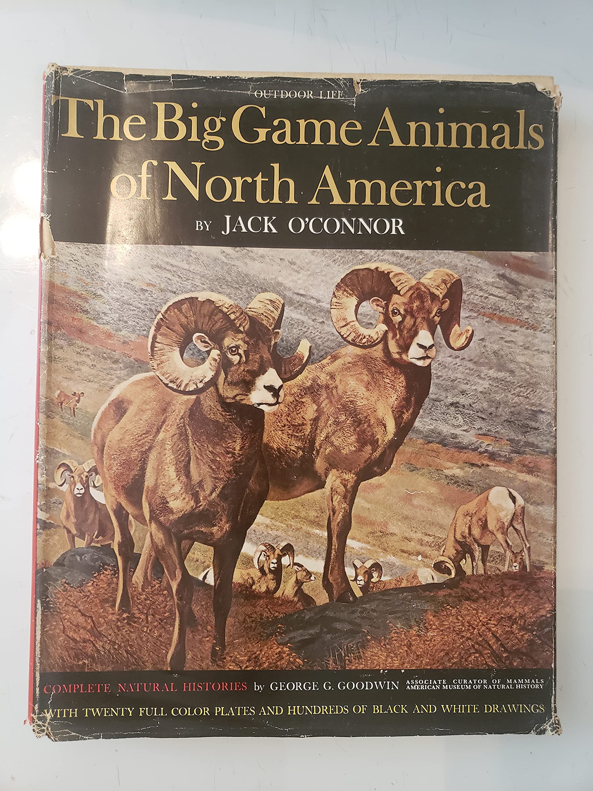 The Big Game Animals Of North America