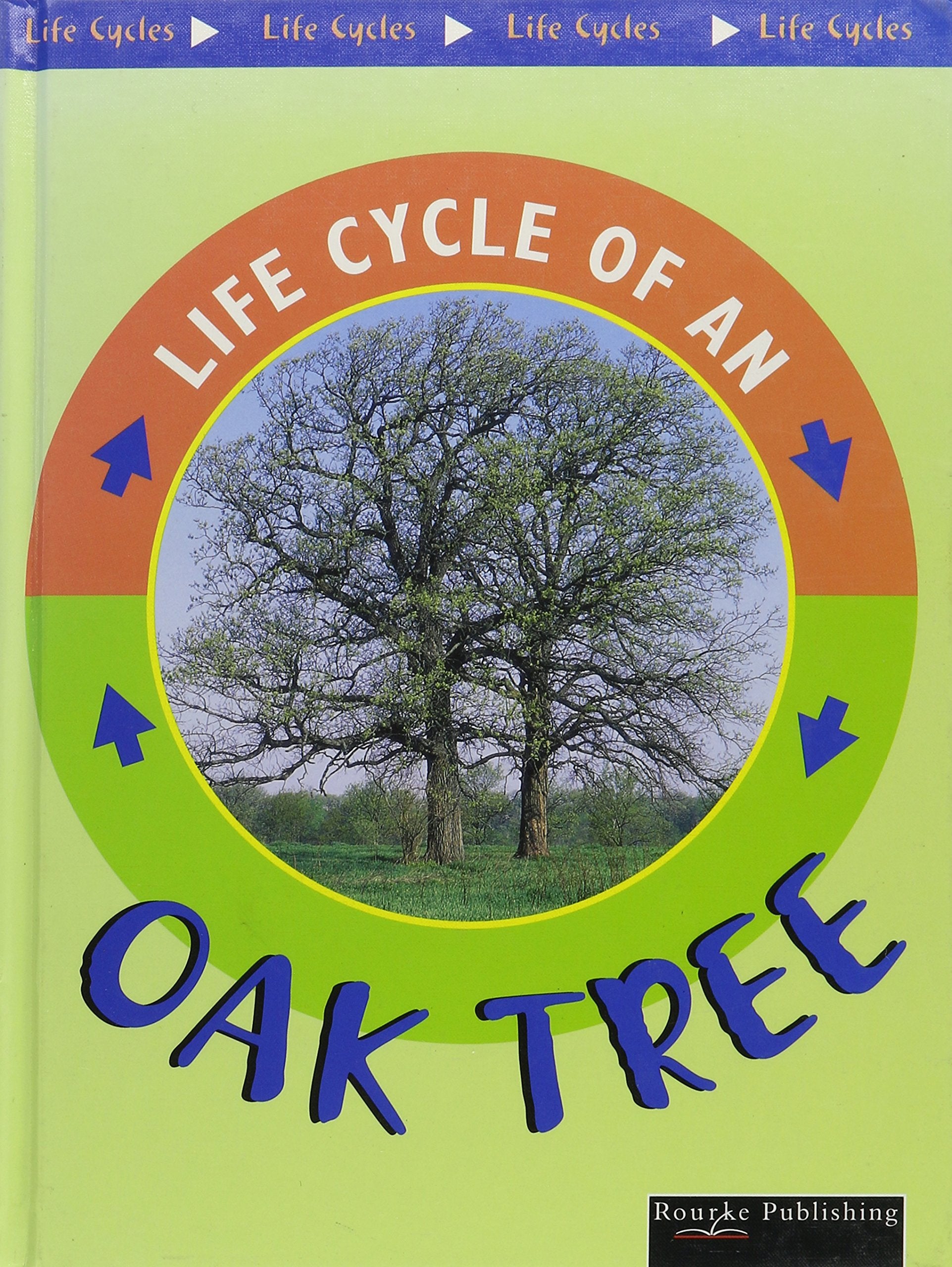Oak Tree (Life Cycles),Used