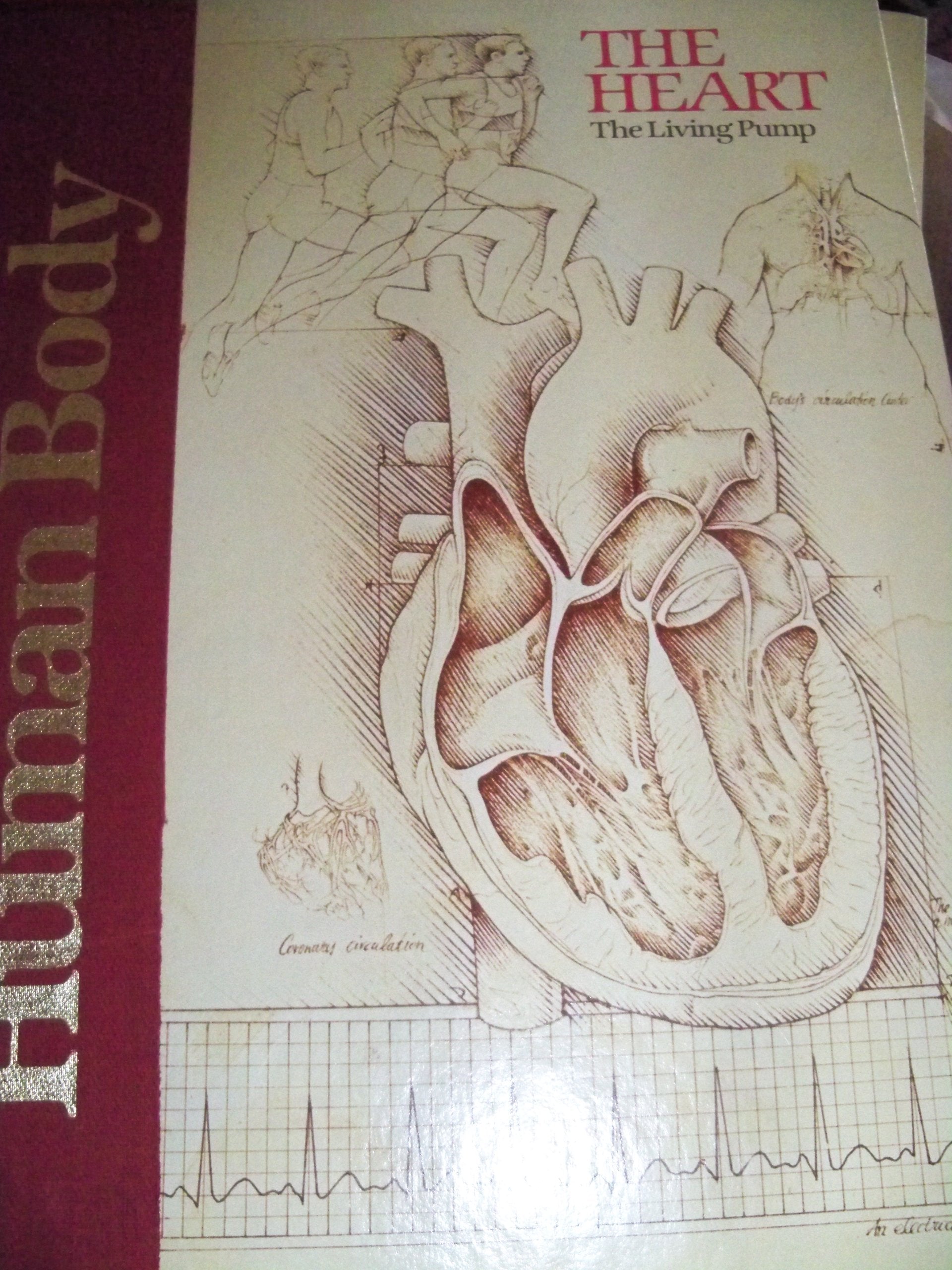 The Heart: The Living Pump (Human Body Series),Used