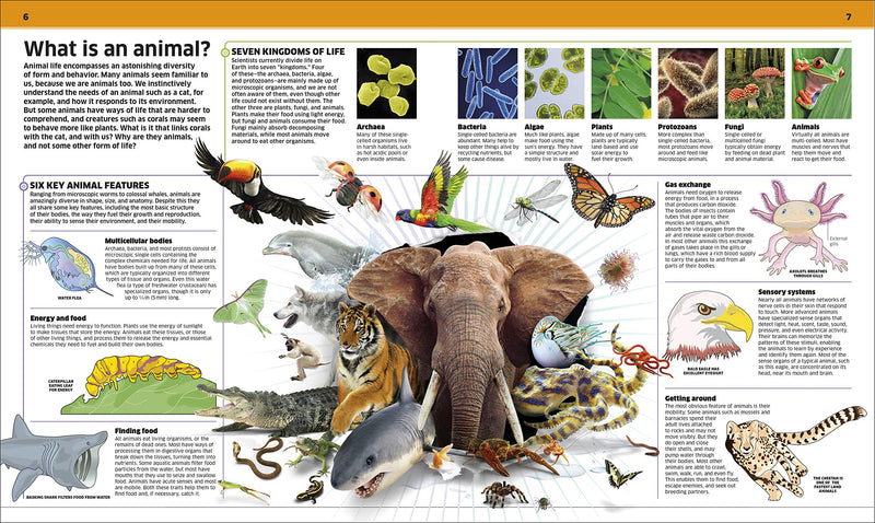 Animal! (Dk Knowledge Encyclopedias)