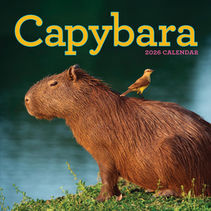 Capybara Wall Calendar 2026: A Happy, Capy Year