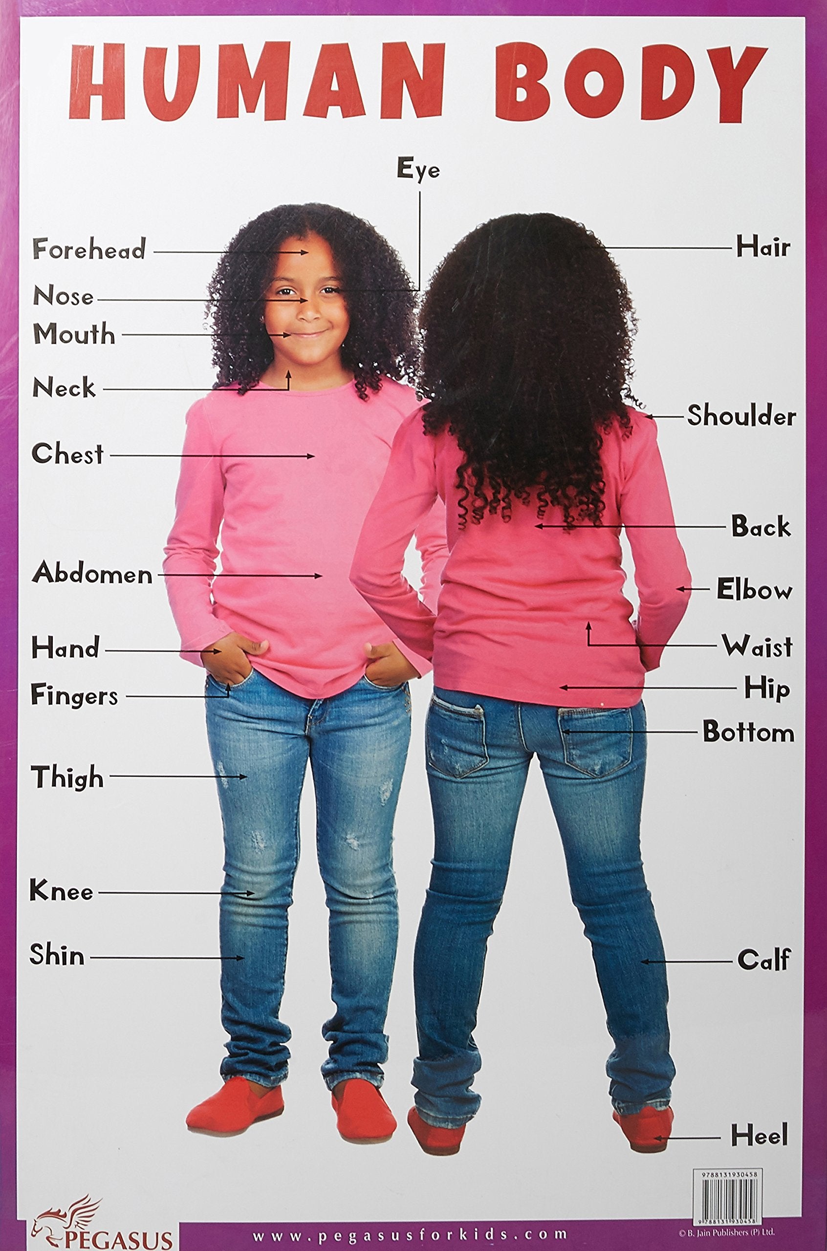 Human Body - Thick Laminated Preschool Chart