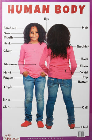 Human Body - Thick Laminated Preschool Chart