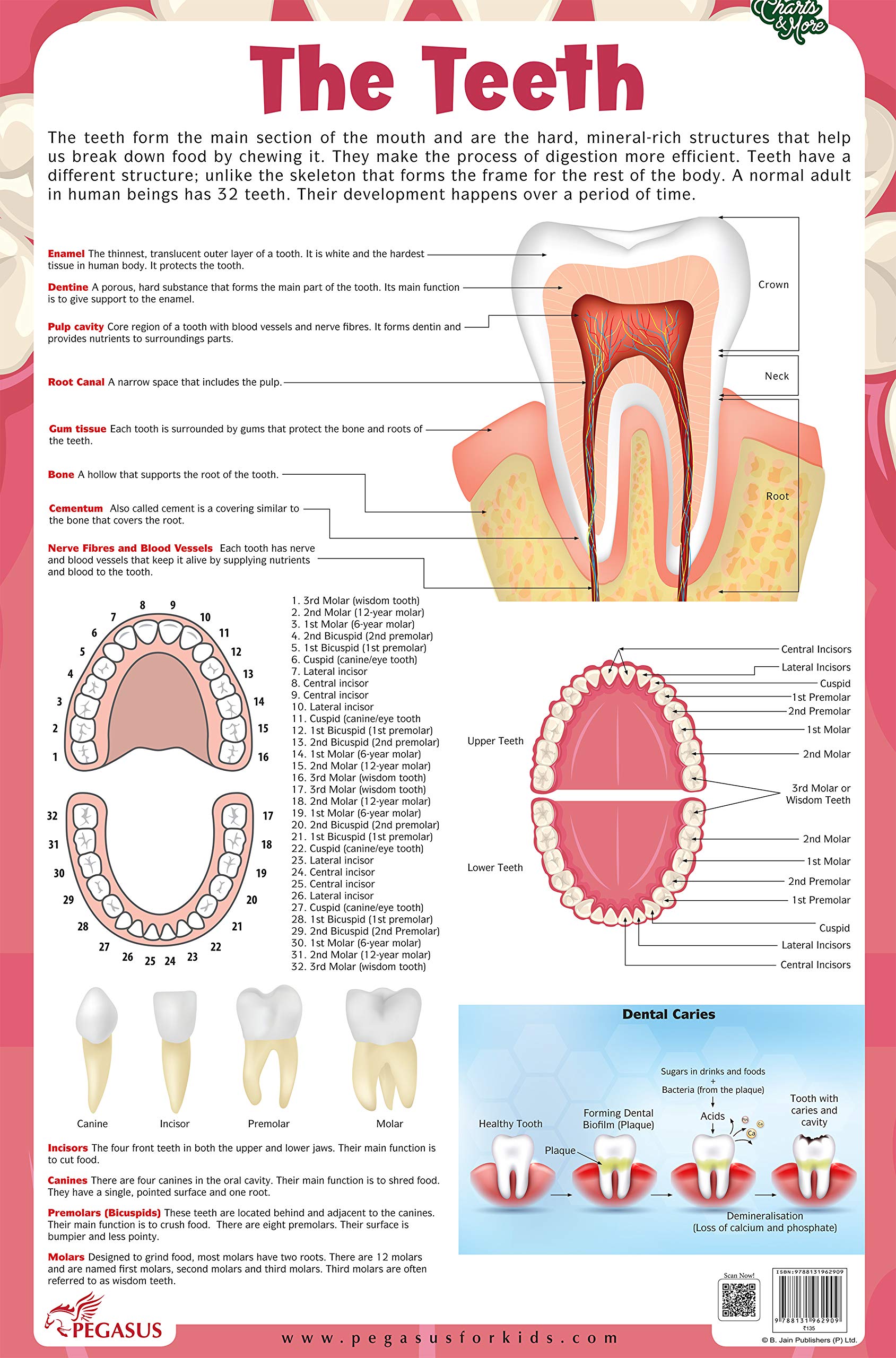 The Teeth - Thick Laminated Chart