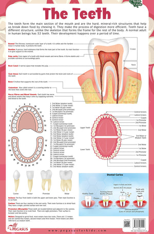 The Teeth - Thick Laminated Chart