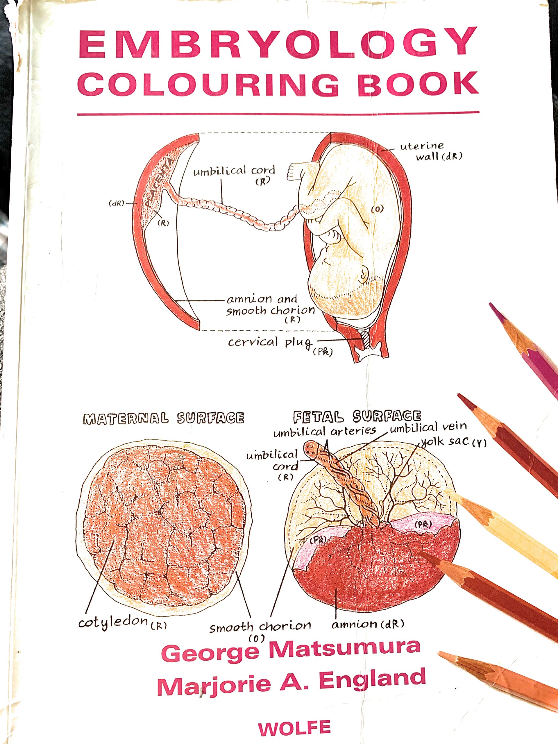 Embryology Coloring Book,Used