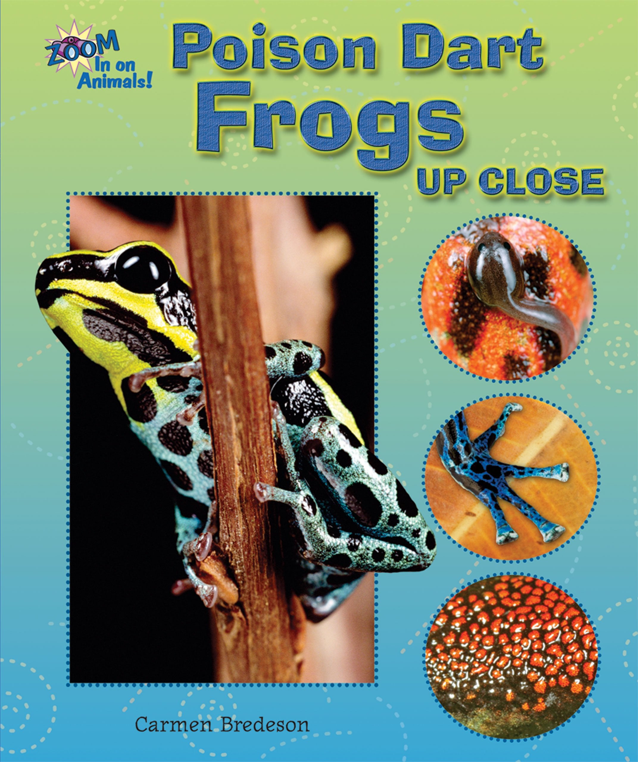 Poison Dart Frogs Up Close (Zoom in on Animals!)