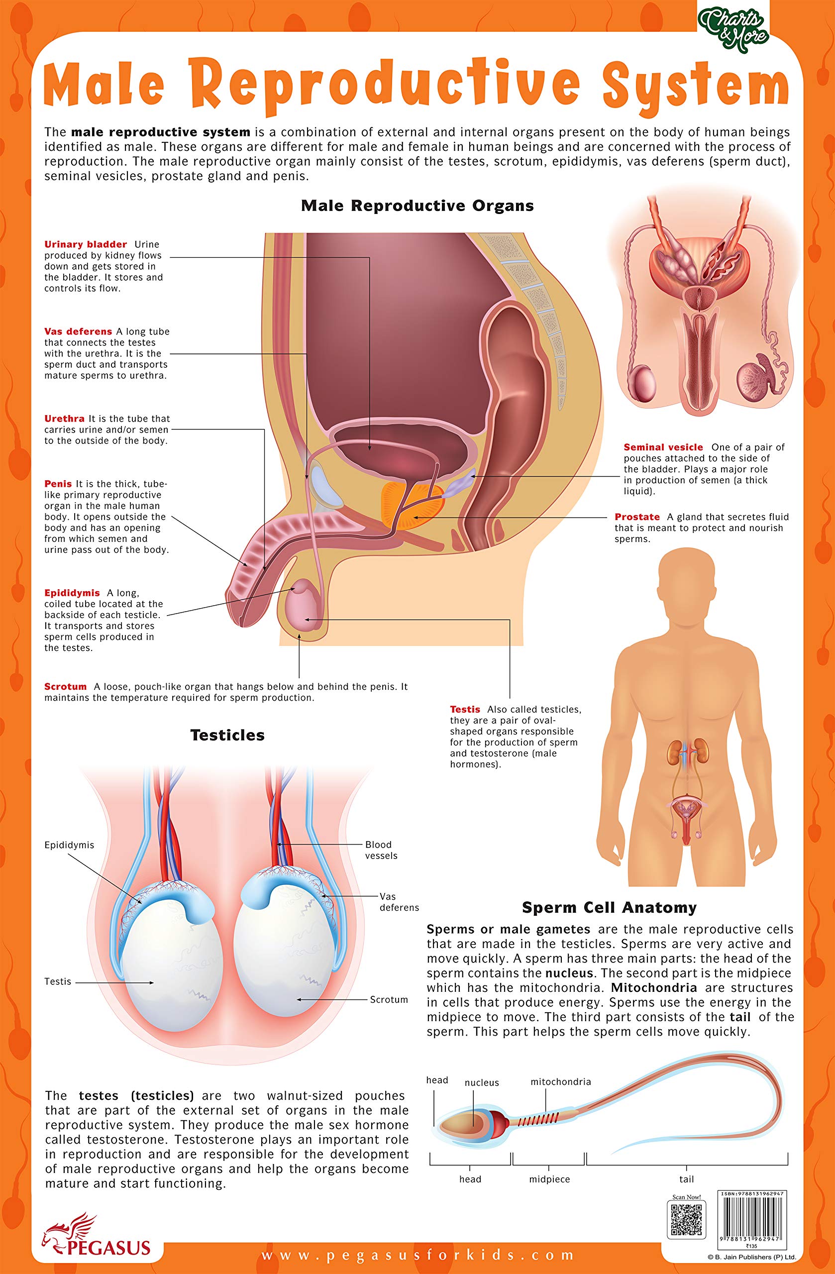 Male Reproductive System - Thick Laminated Chart