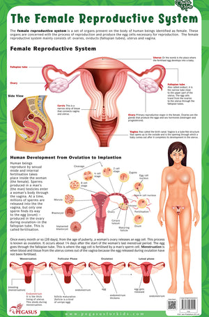 The Female Reproductive System - Thick Laminated Chart