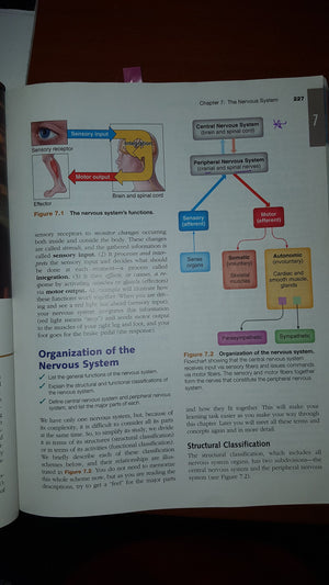 Essentials of Human Anatomy & Physiology (10th Edition),Used
