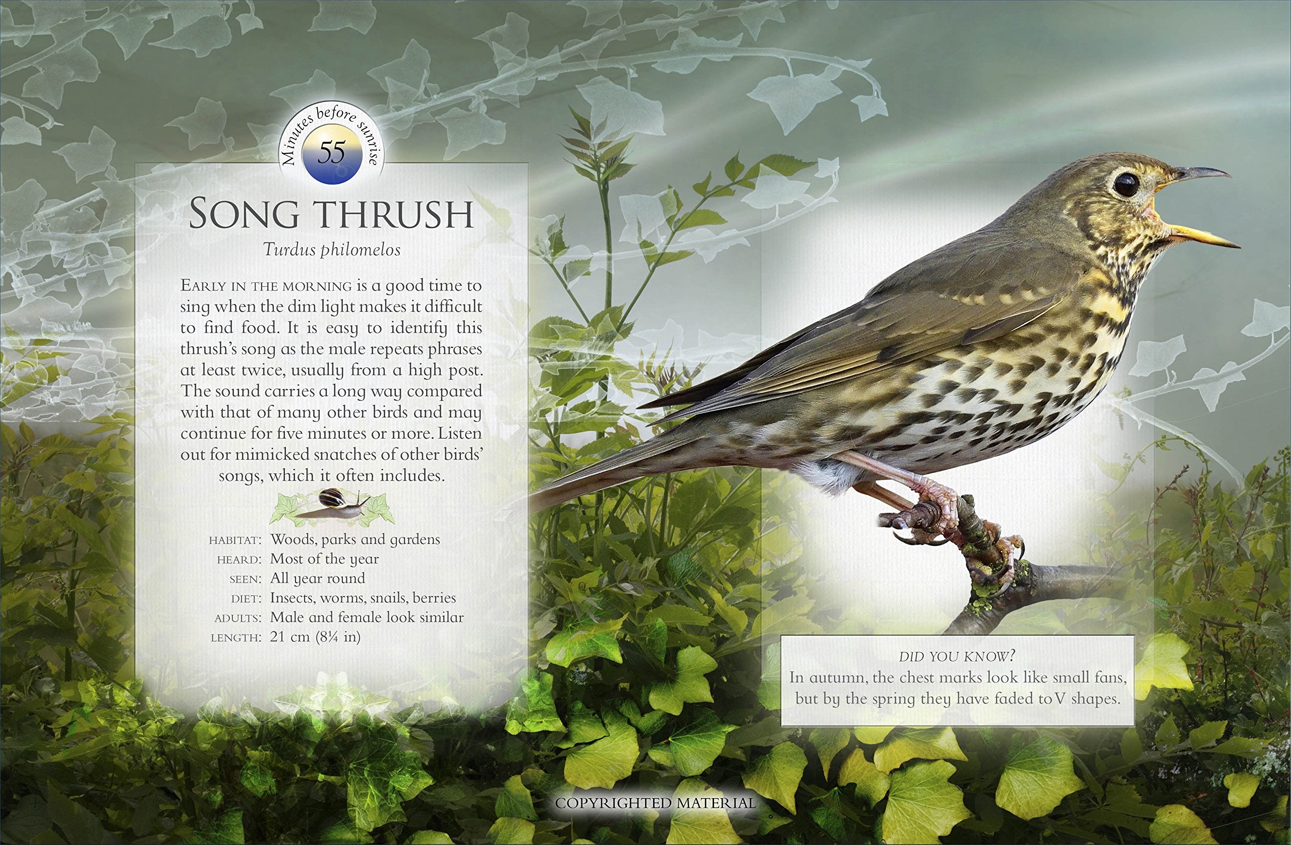 Little Book Of The Dawn Chorus,New
