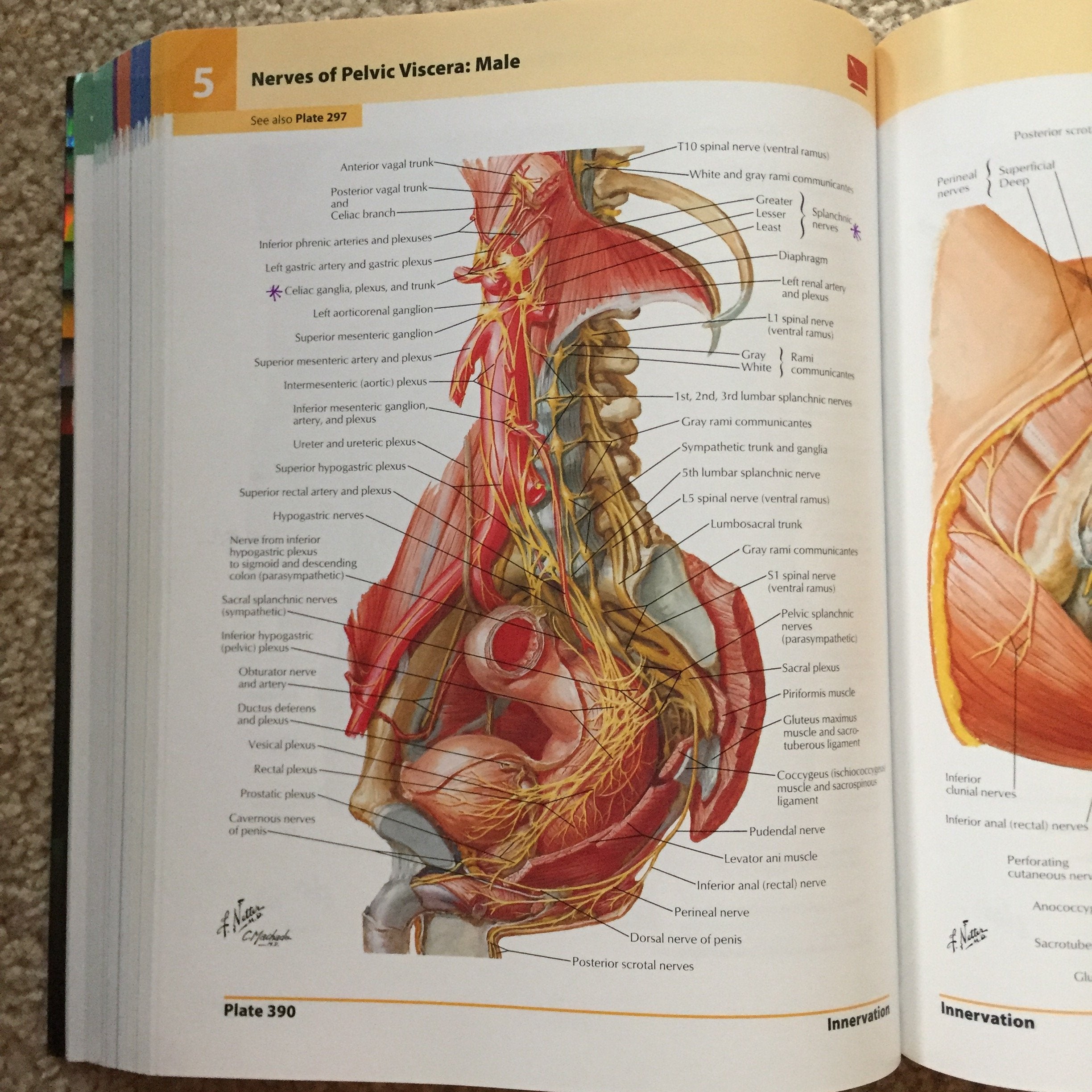 Atlas Of Human Anatomy: With Student Consult Access (Netter Basic Science)