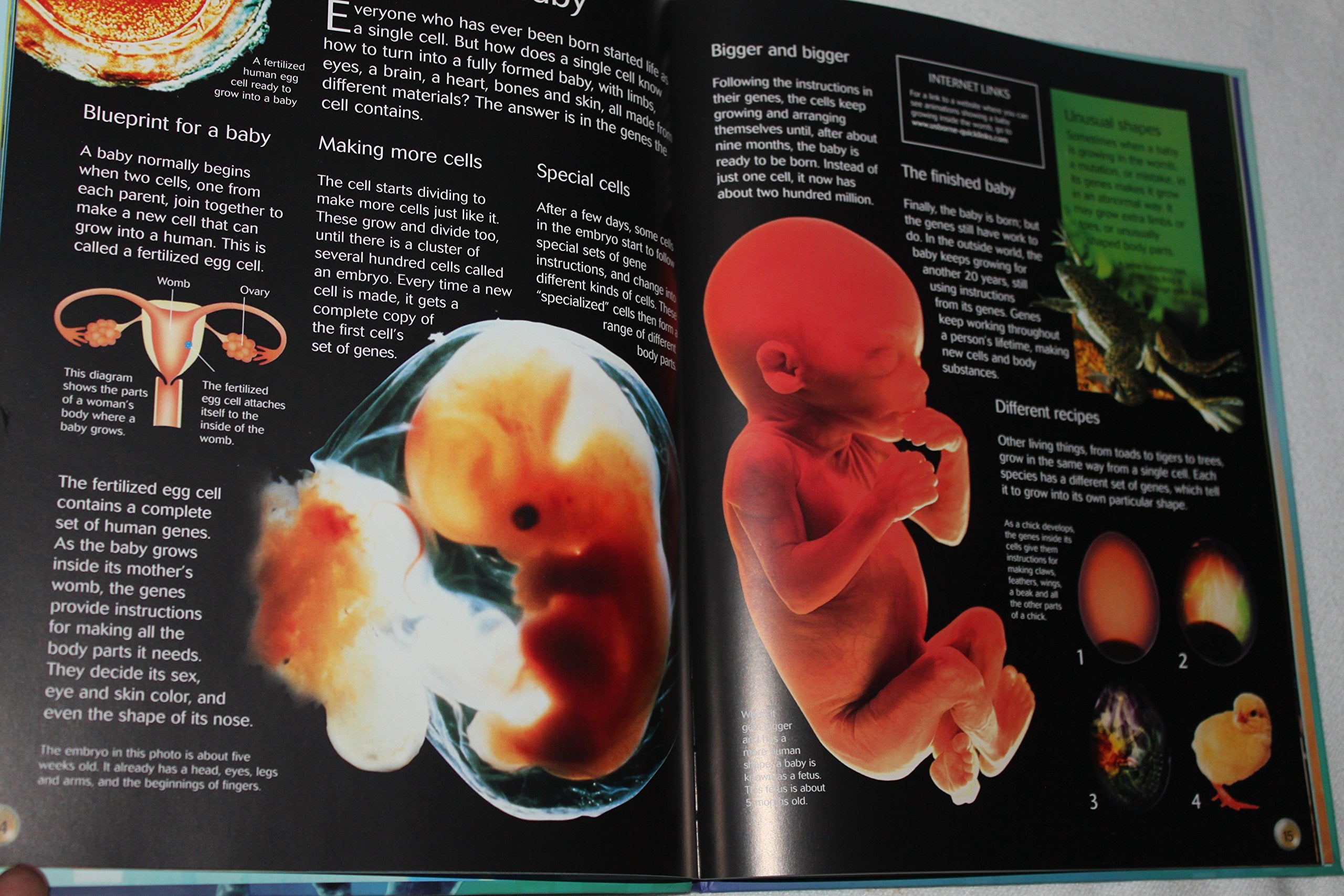 The Usborne Introduction To Genes & DNA: Internet Linked (Usborne Introductions),New