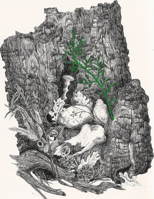 A Sabbath Among the Ruins,Used