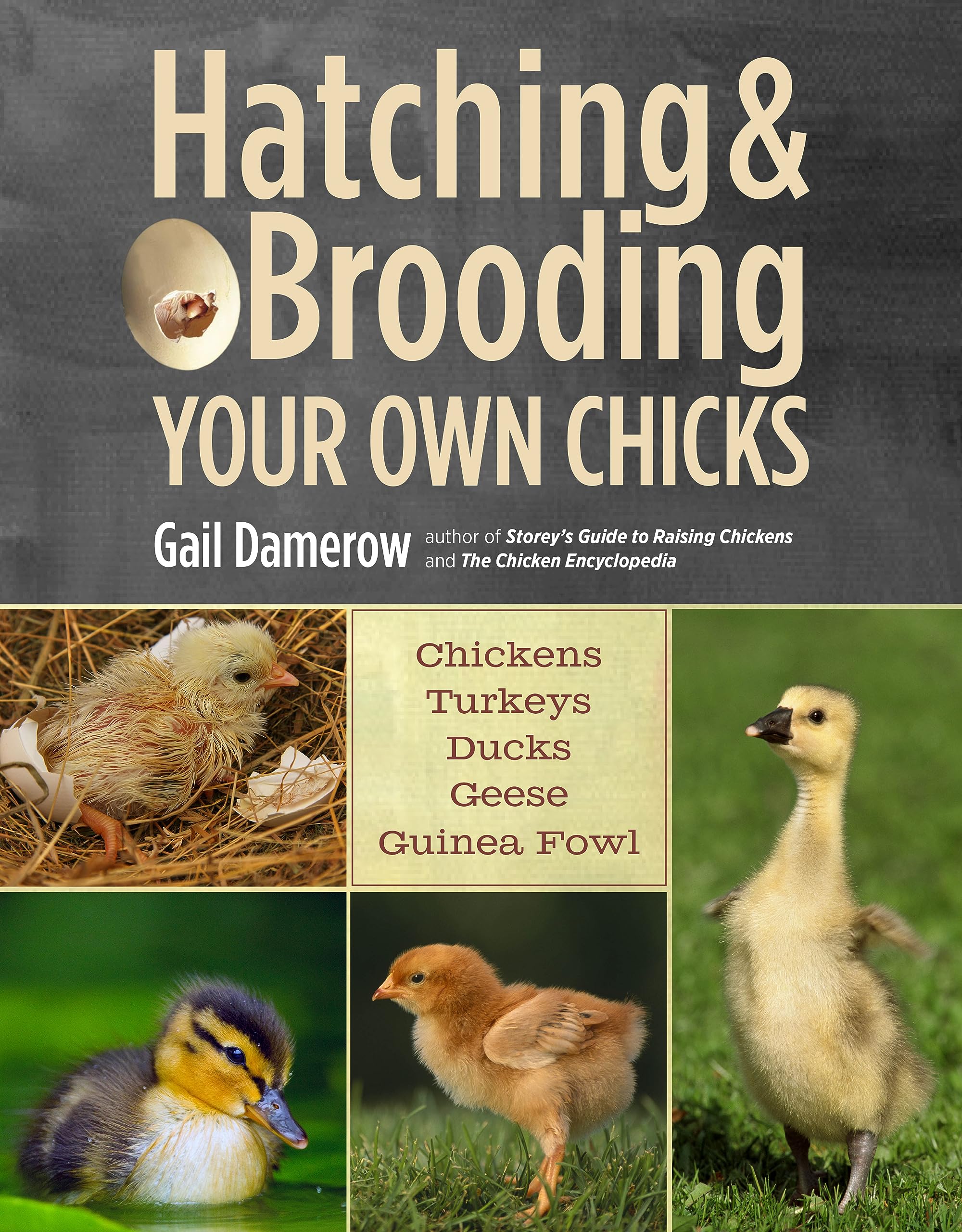 Hatching & Brooding Your Own Chicks: Chickens, Turkeys, Ducks, Geese, Guinea Fowl,New