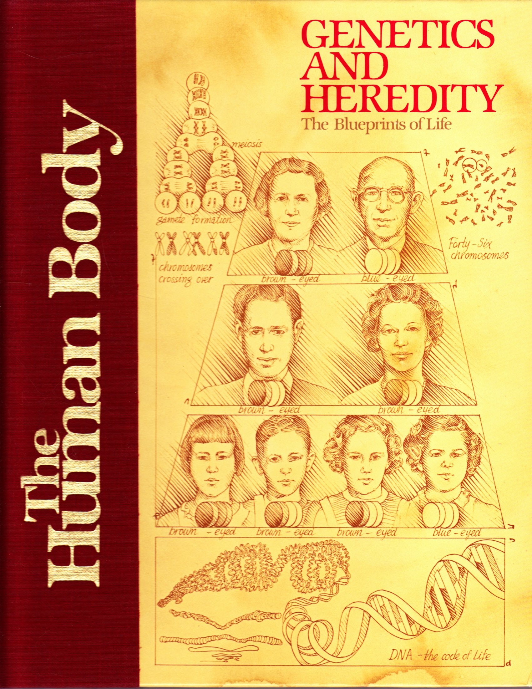 Genetics And Heredity: The Blueprints Of Life (Human Body Series),New