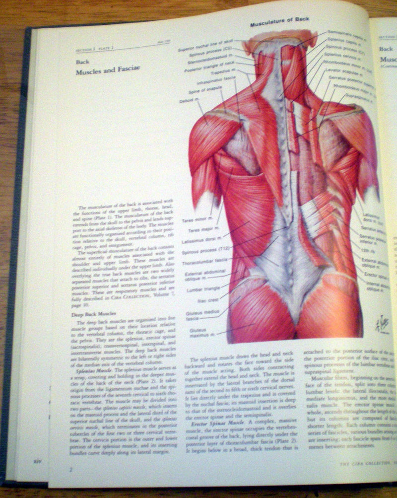 Musculoskeletal System, Part 1: Anatomy, Physiology, and Metabolic Disorders (NETTER COLLECTION OF MEDICAL ILLUSTRATIONS),Used