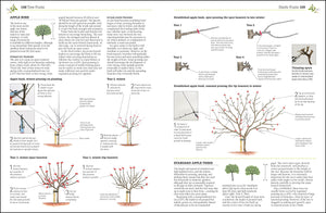 Pruning and Training, Revised New Edition: What, When, and How to Prune,Used