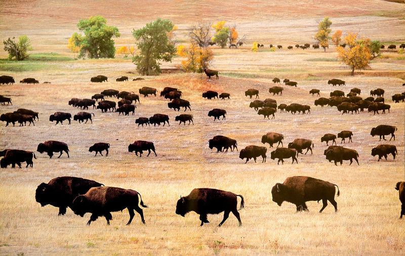 Custer State Park: From the Mountains to the Plains,Used