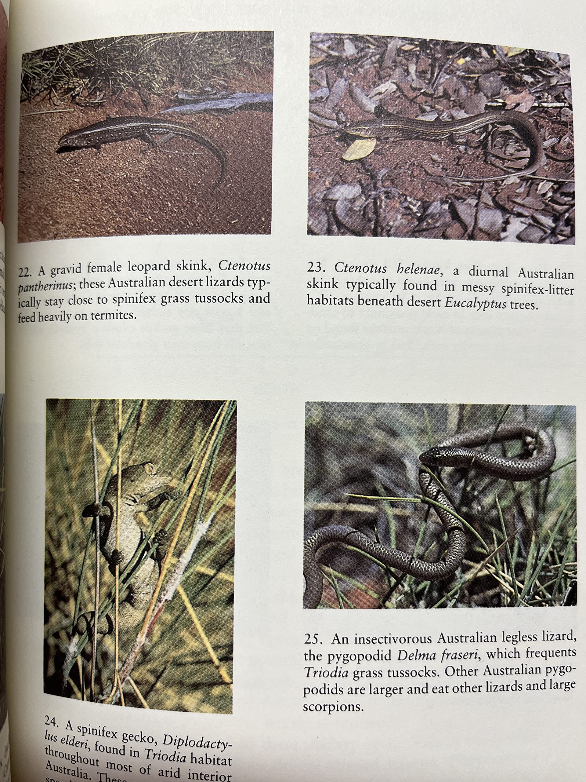 Ecology And Natural History Of Desert Lizards: Analyses Of The Ecological Niche And Community Structure (Princeton Legacy Librar,Used