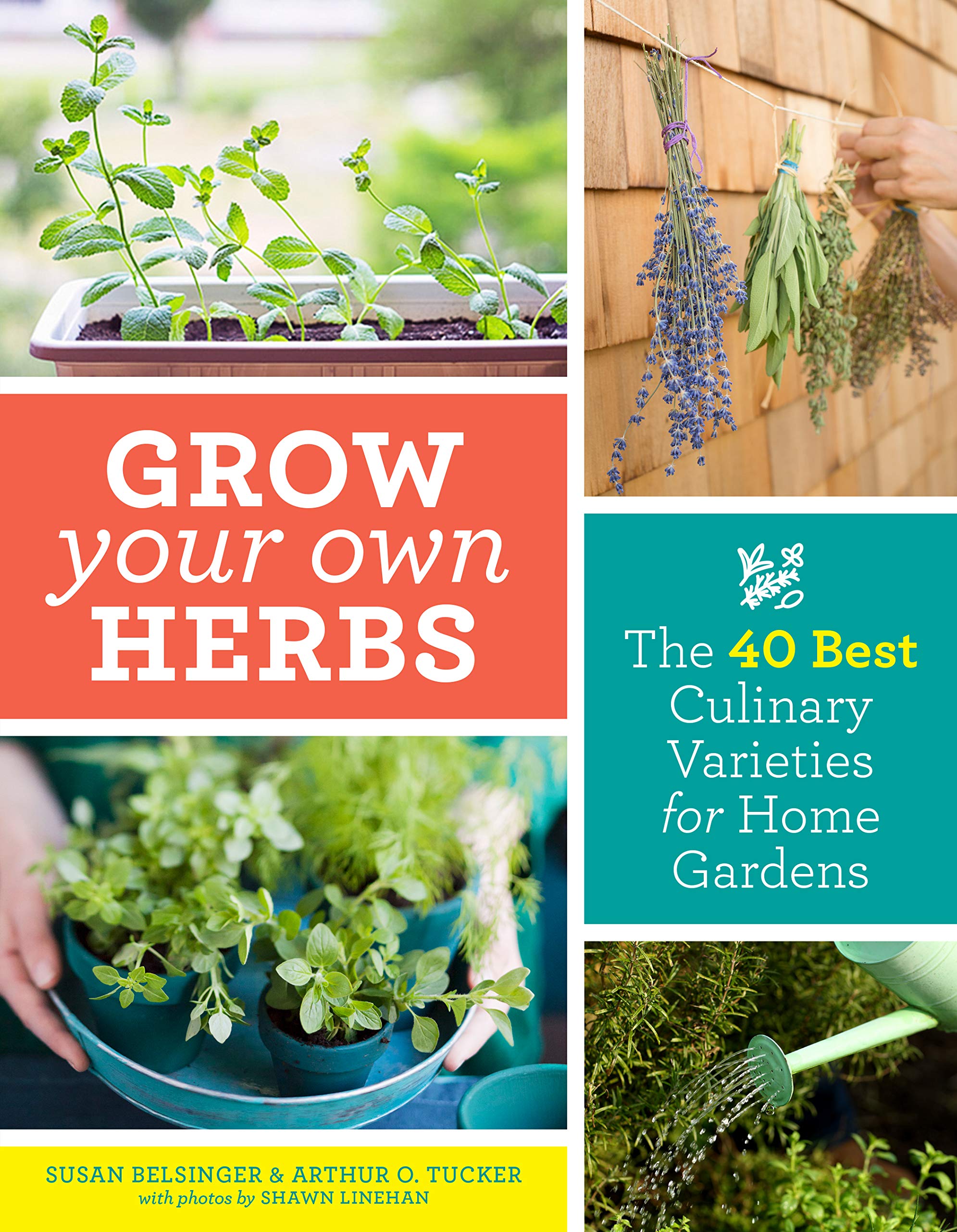 Grow Your Own Herbs: The 40 Best Culinary Varieties For Home Gardens