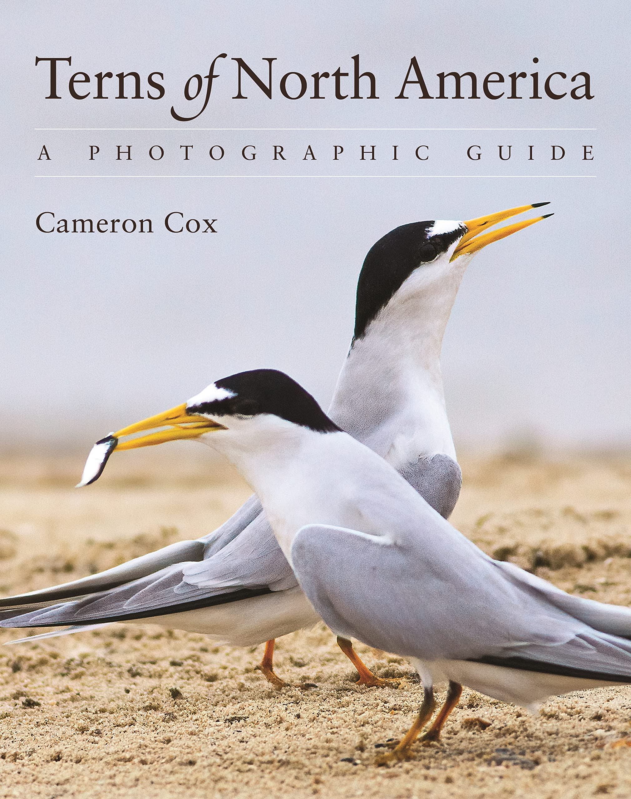 Terns Of North America: A Photographic Guide,Used