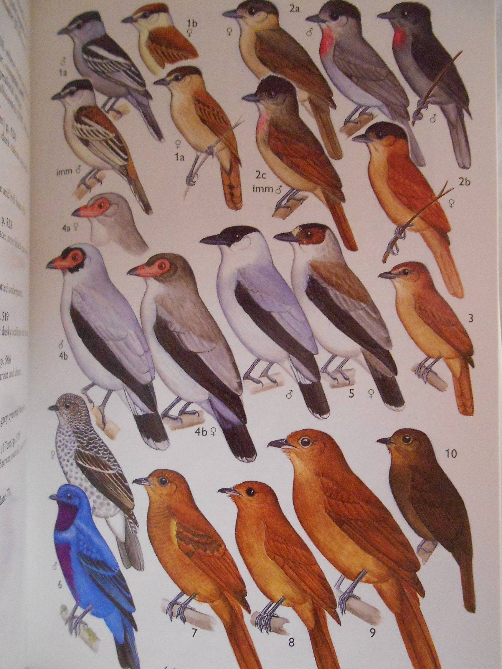 A Guide to the Birds of Mexico and Northern Central America,Used