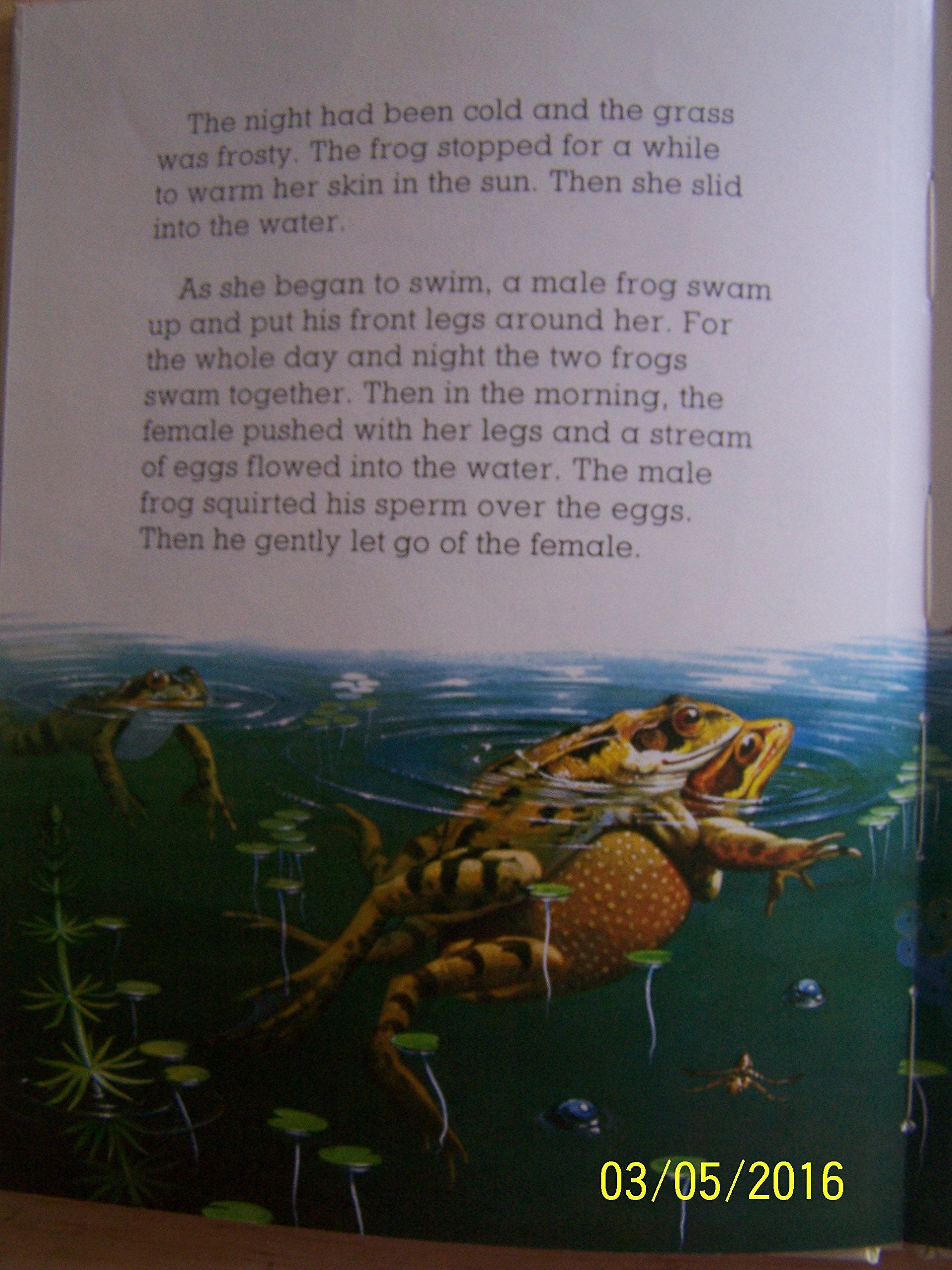 The Frog [My First Book of Nature series],Used