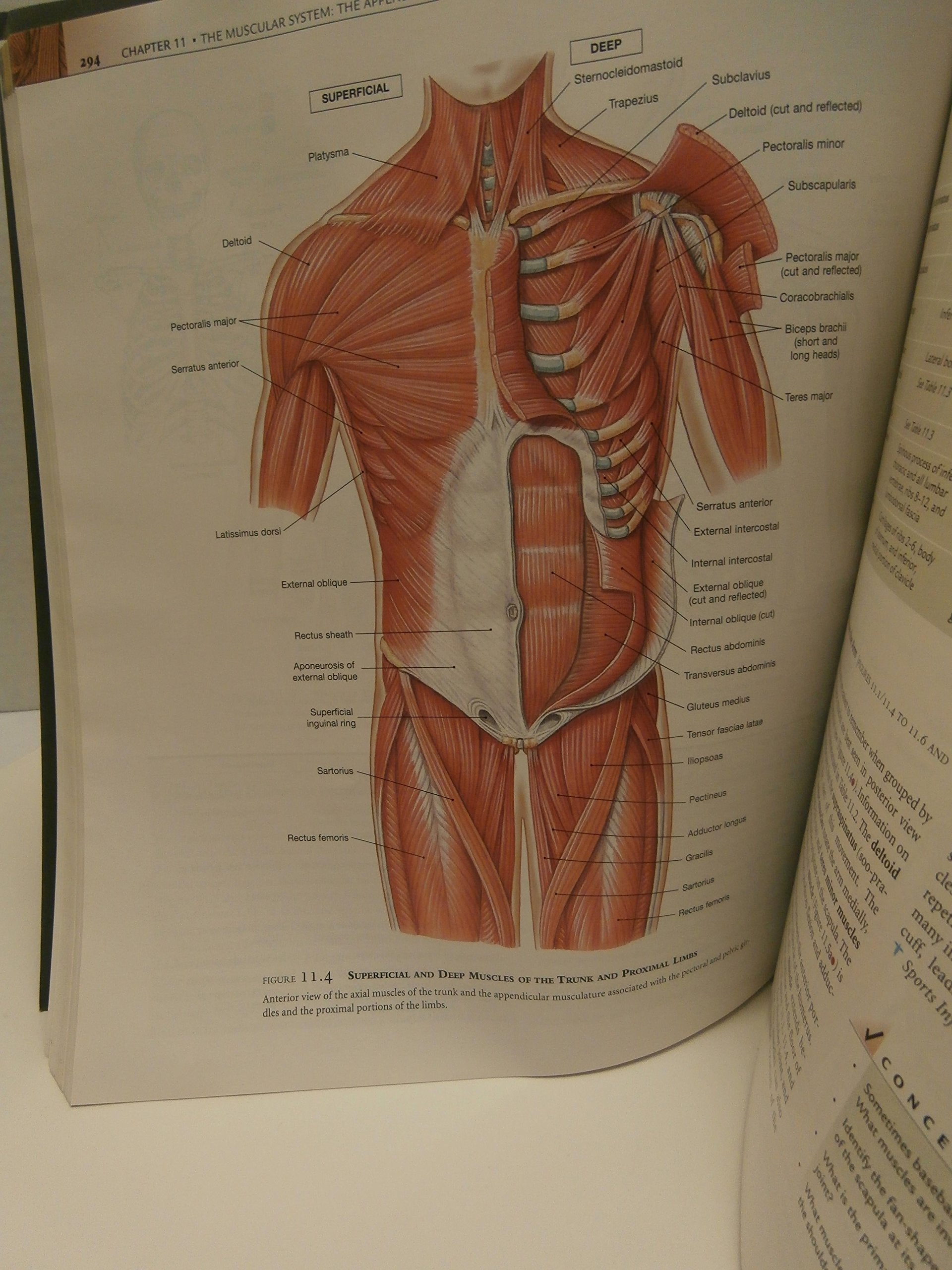 Human Anatomy (4Th Edition)