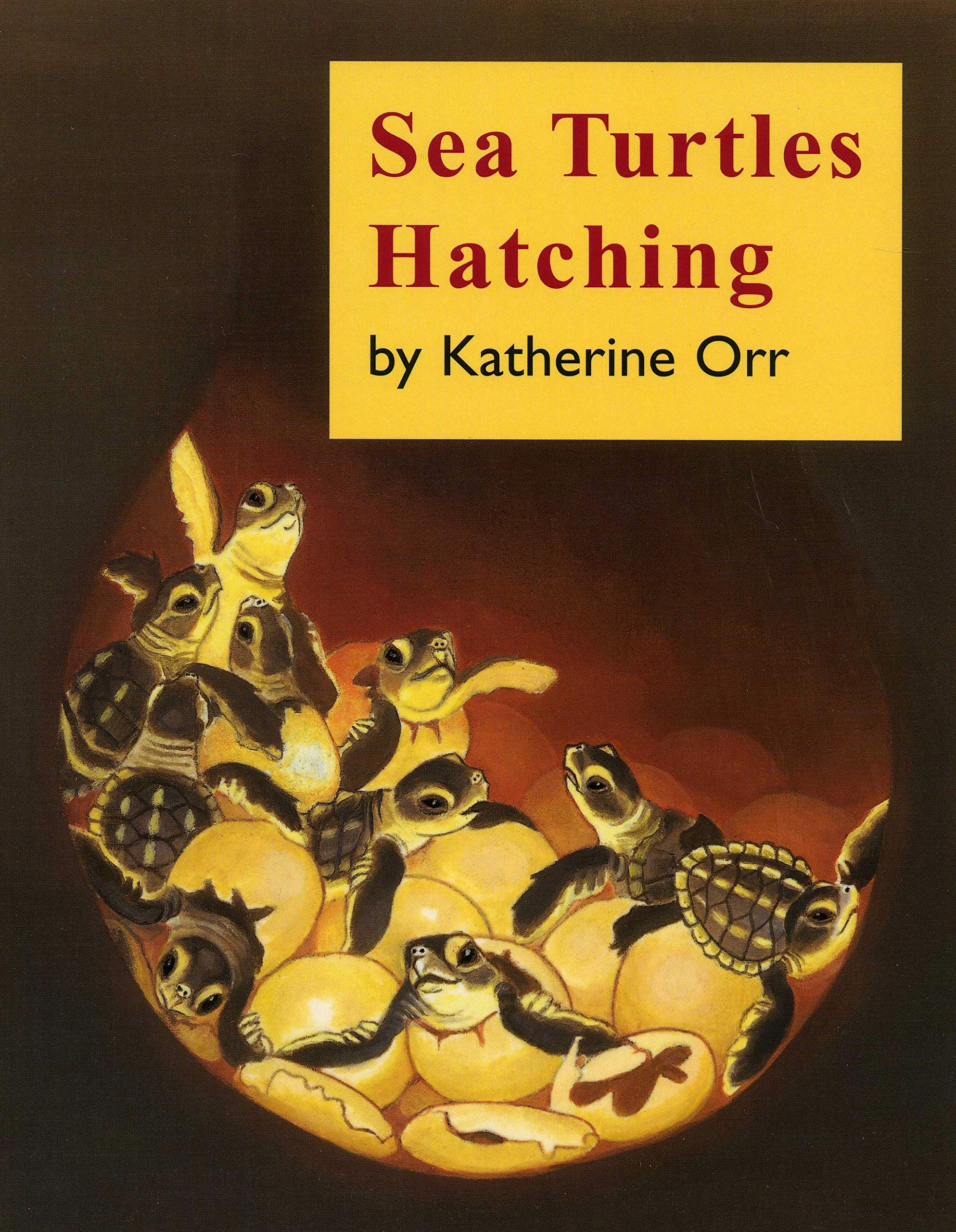 Sea Turtles Hatching,Used