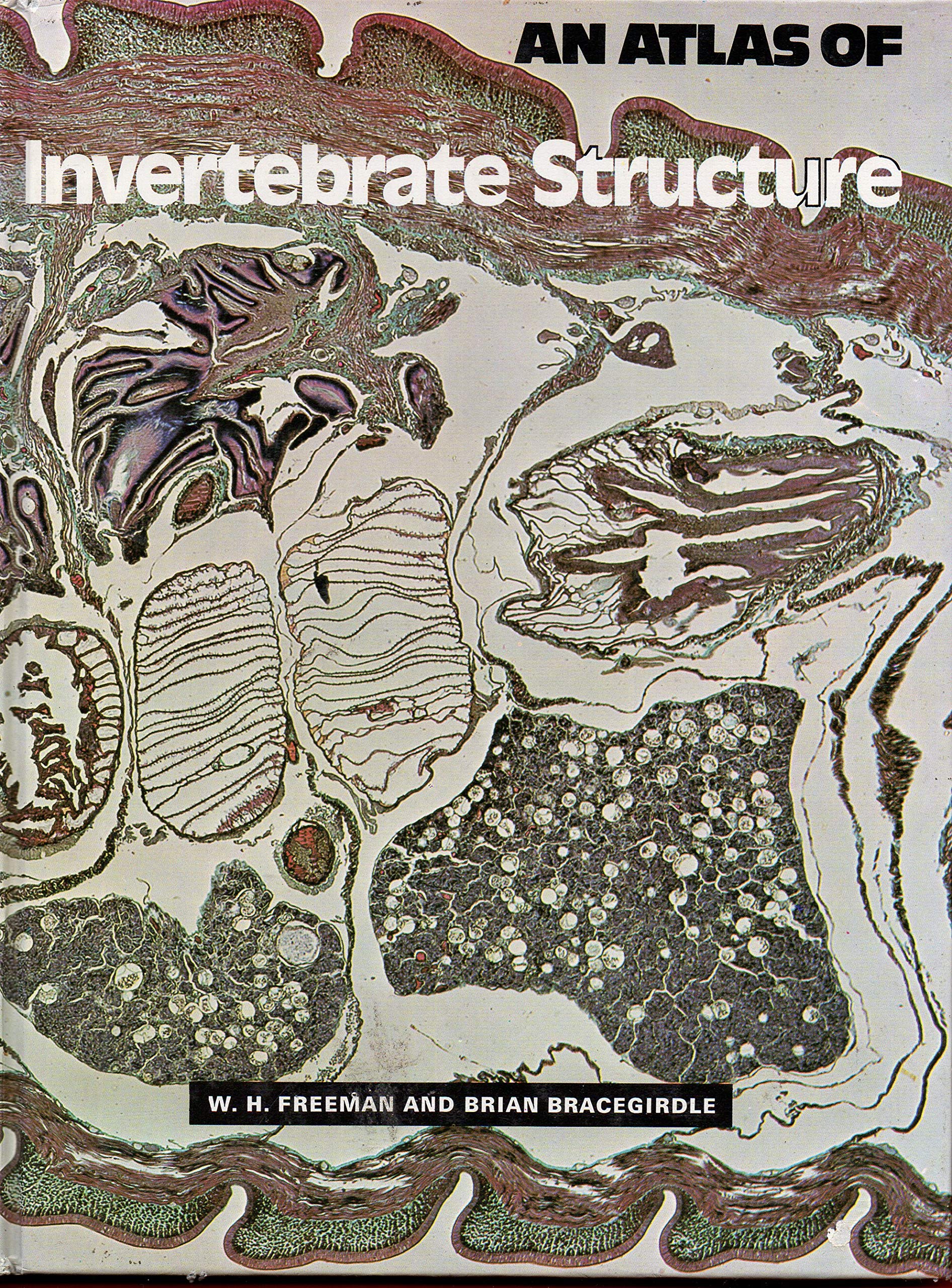 ATLAS INVERTEBRATE STRUCTURE,Used