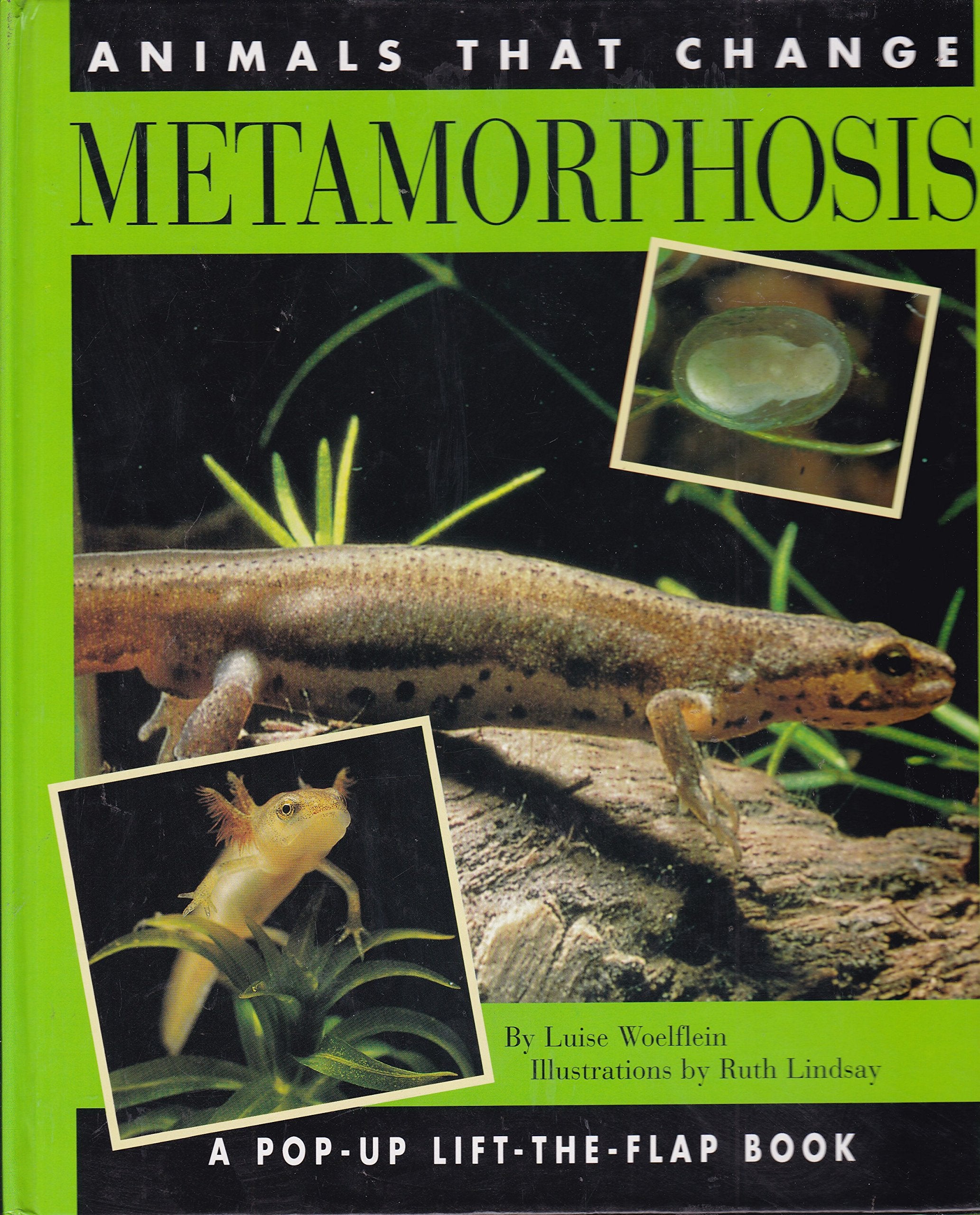 Metamorphosis: 9Animals that Change (LifttheFlap),Used