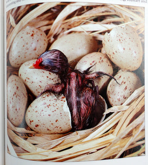 Eggs: Nature's Perfect Miracle of Packaging,Used