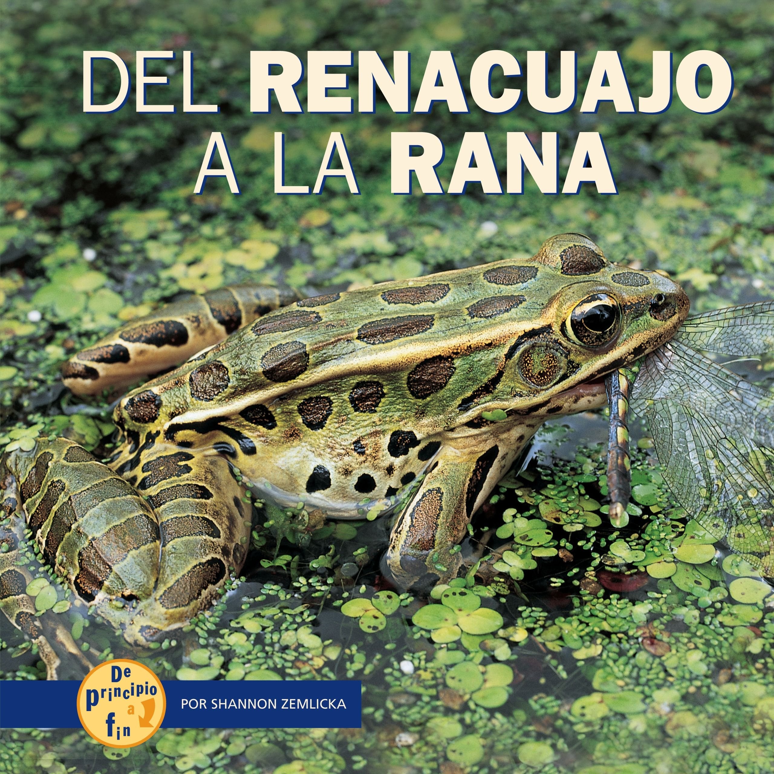 Del Renaucajo a La Rana/from Tadpole to Frog (De Principio a Fin/start to Finish) (Spanish Edition),Used