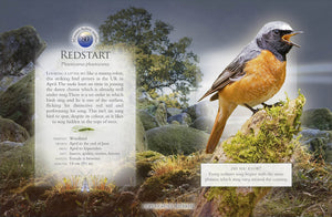 Little Book Of The Dawn Chorus,New
